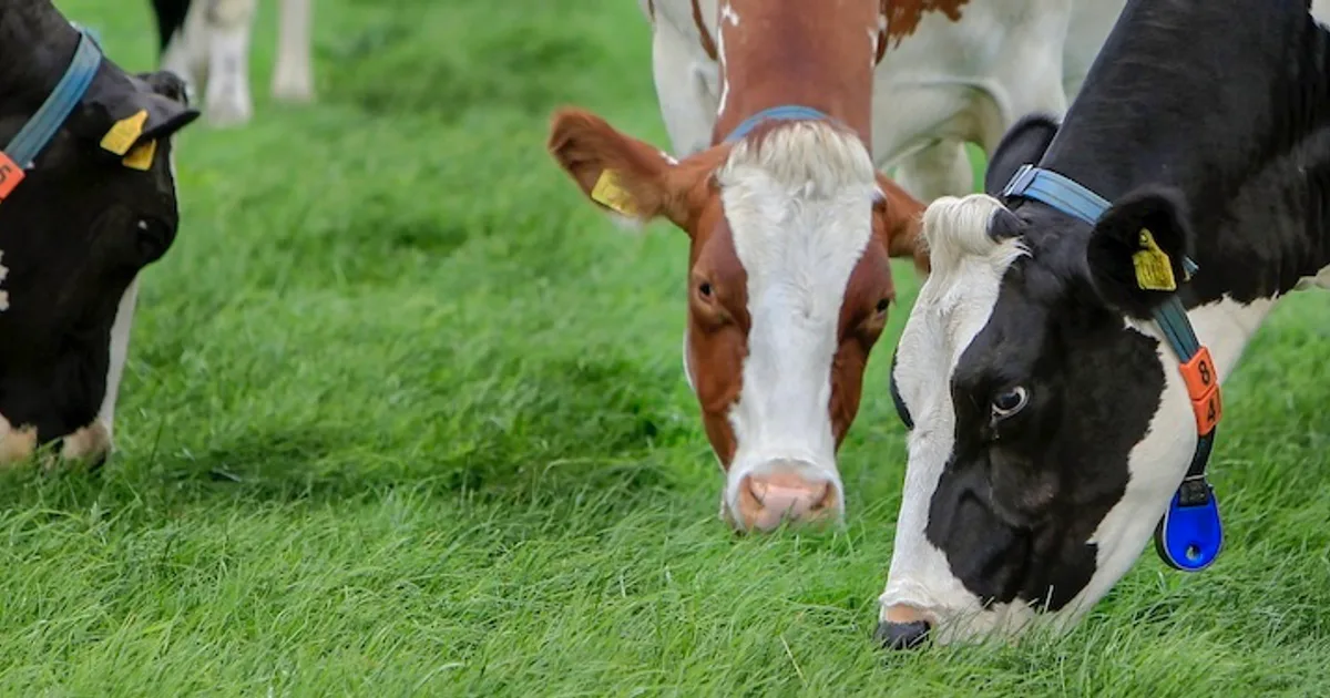 ZuivelNL-zuivel-in-cijfers-2024.webp